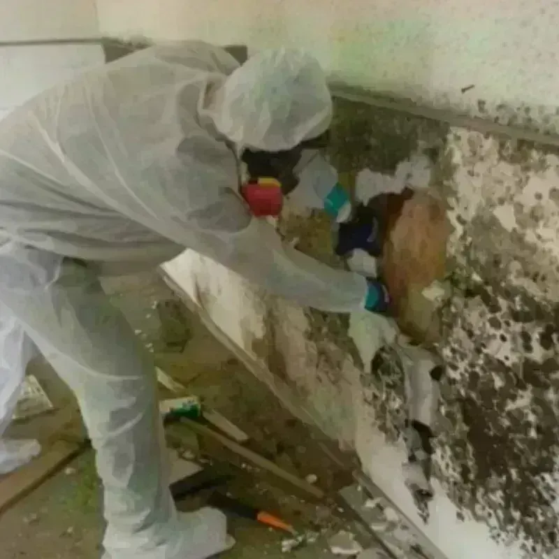 Mold Remediation and Removal in Heath, TX